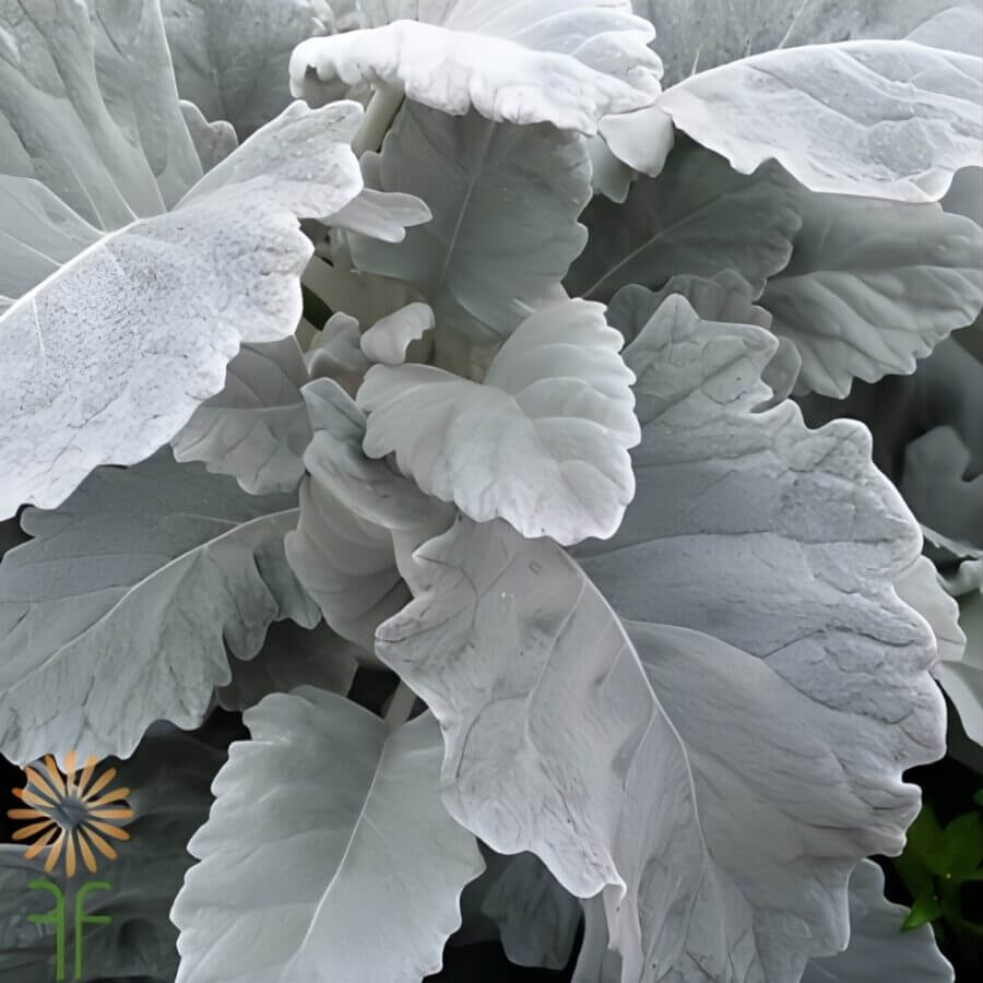 Dusty Miller Plant